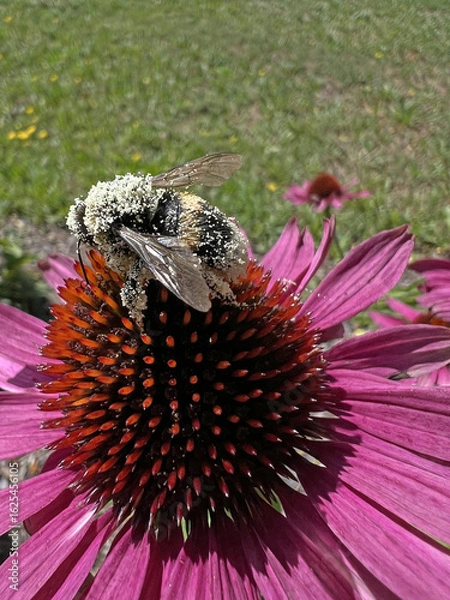 Fototapeta A busy Bumblebee covered in pollen on a purple flower. A close-up snapshot of a busy bumblebee on the pistils of a purple coneflower (Echinacea purpurea).