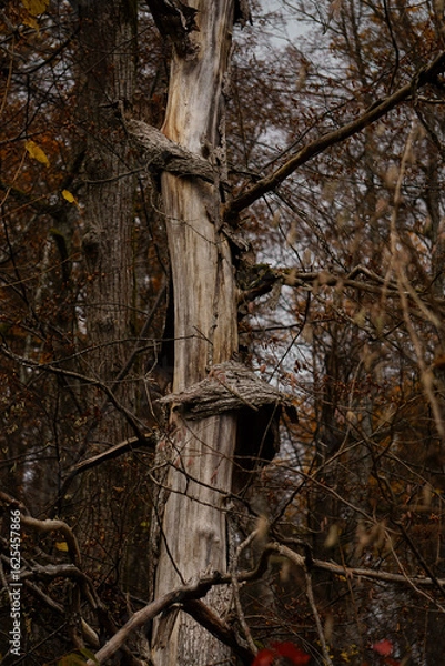 Obraz tree in autumn