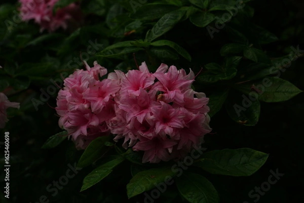 Obraz pink rose bush