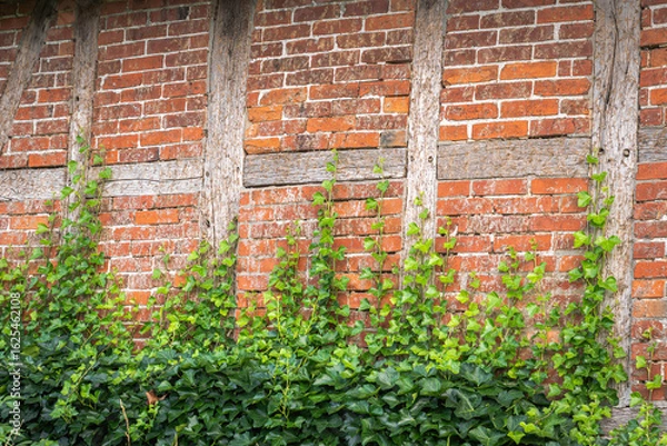 Obraz Fresh green ivy plants climb on a half-timbered facade with red bricks