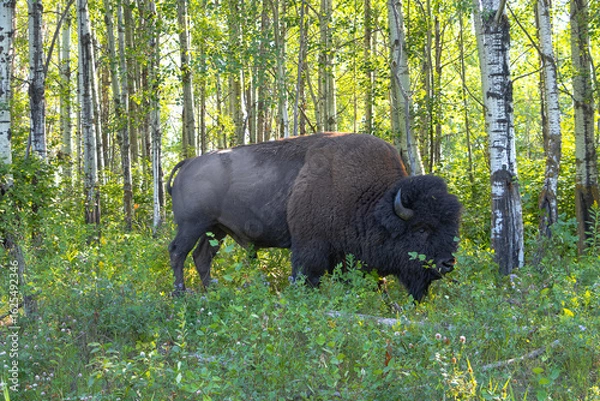 Fototapeta side profile of a bison standing in long greenery in front of birch trees illuminated by sunlight on warm summer day