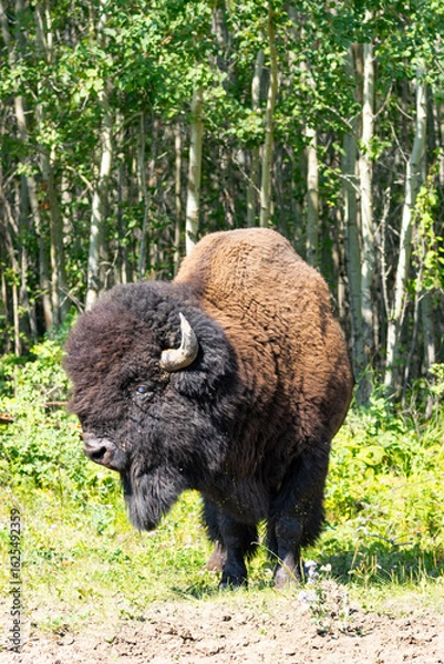 Fototapeta Canadian bison in Elk Island National Park standing in front of green foliage and trees with head slightly to the side showing horn