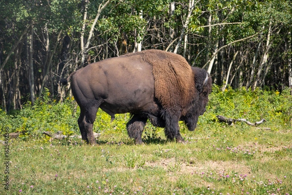 Fototapeta side profile of a bison walking away into the green tree line