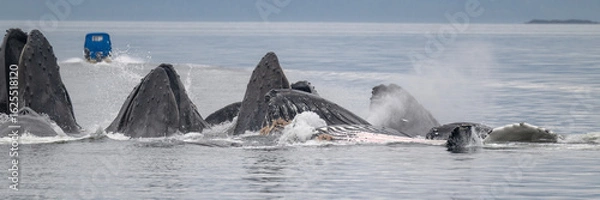 Obraz Humpback Whales Bubble Net Feeding, Alaska