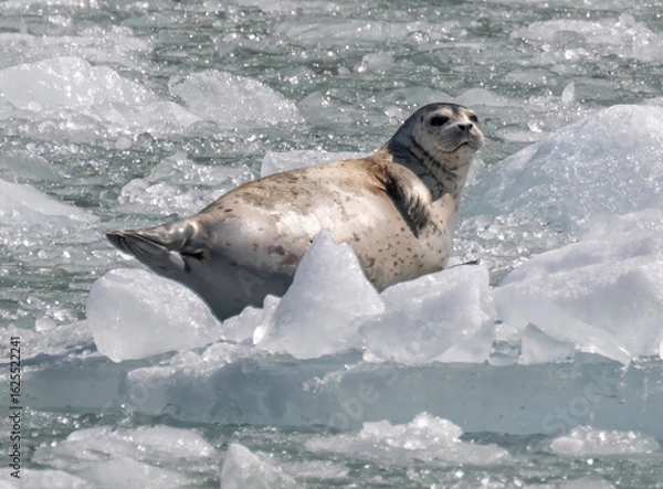 Fototapeta Harabor Seal on Iceberg, Dawes Glacier