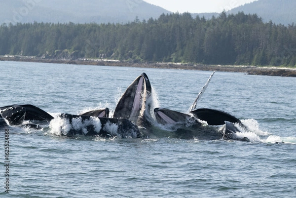 Fototapeta Humpback Whales Bubble Net Feeding, Frederick Sound, Alaska