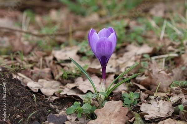 Obraz Krokus im Wald