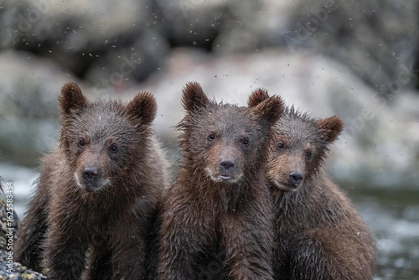 Obraz Brown Bear Cub Trio