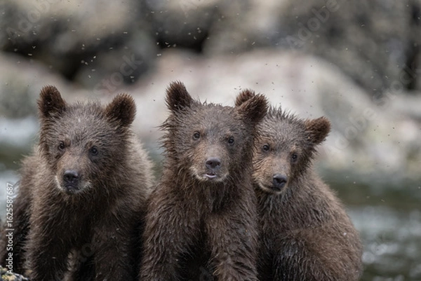 Fototapeta Bear Cub Trio