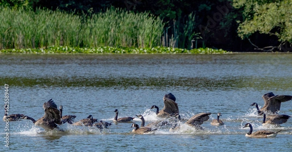 Fototapeta Canada Geese are landing on the calm water