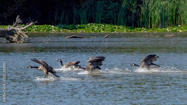 Fototapeta Canada Geese are landing on the calm water