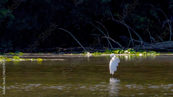 Fototapeta An egret standing in the water for prey