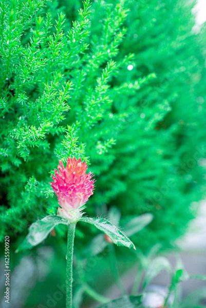 Fototapeta ストロベリーキャンドル