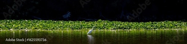 Fototapeta An egret standing in the water for prey