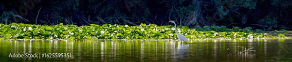 Fototapeta An egret standing in the water for prey