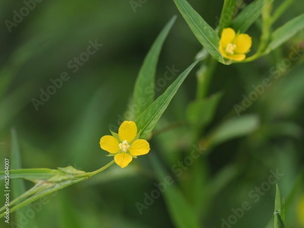 Obraz ヒレタゴボウ