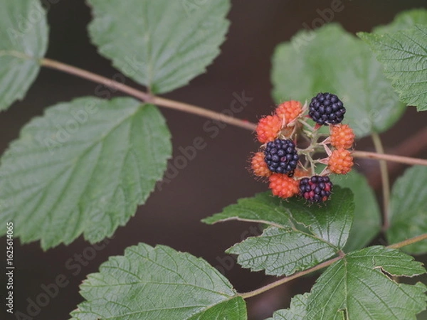 Obraz クロイチゴ