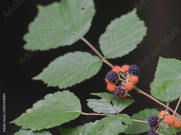 Fototapeta クロイチゴ