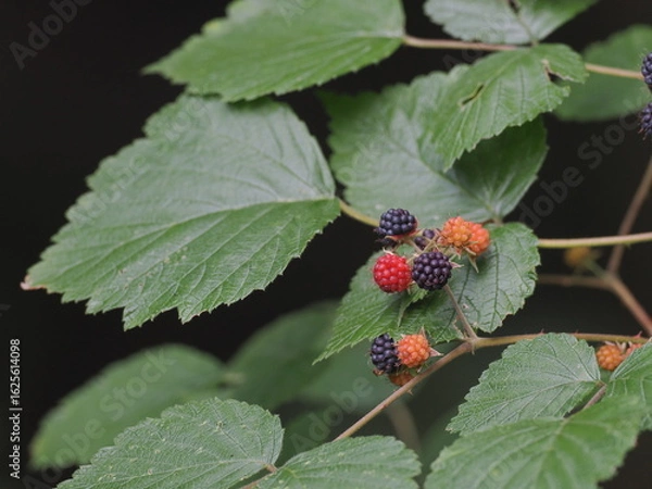 Obraz クロイチゴ