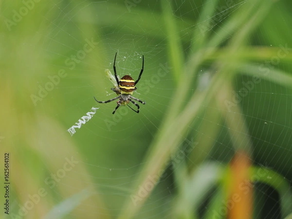 Obraz コガネグモ