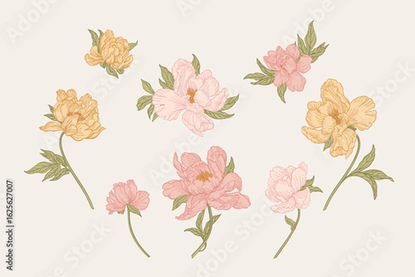 Fototapeta Floral illustration. Set with delicate peonies in soft pastel shades of pink and yellow on a neutral background. The hand-drawn design. Soft pastel colors.