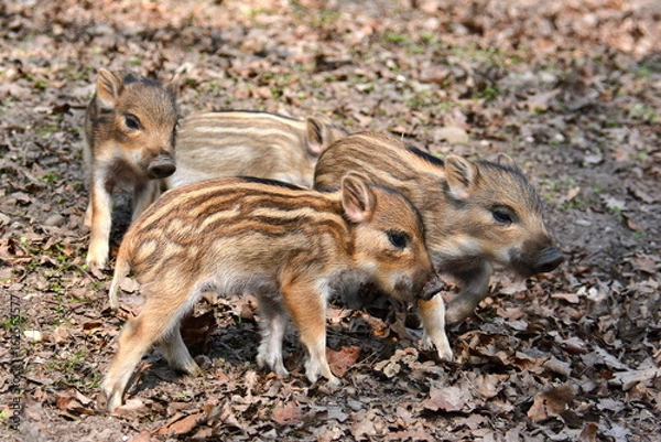 Fototapeta Ferkelei