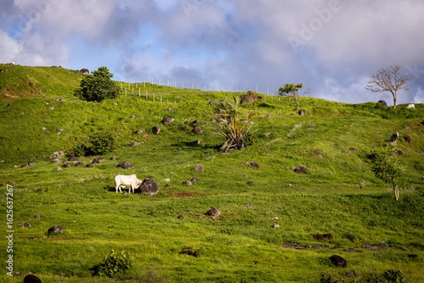 Obraz cows grazing in the meadow