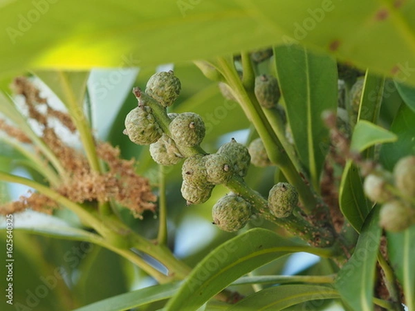 Obraz マテバシイの幼果の生態写真