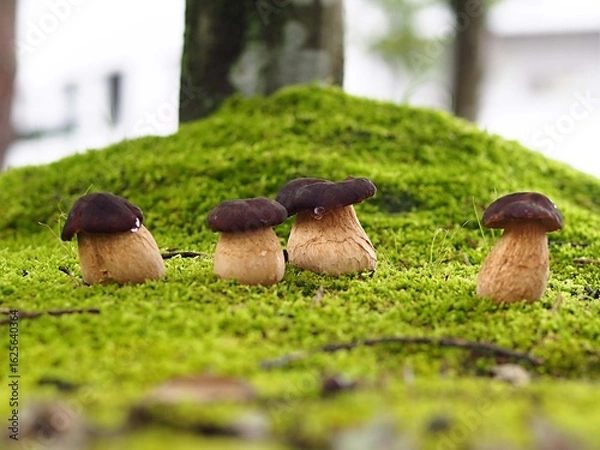 Obraz ヤマドリタケの幼菌の生態写真