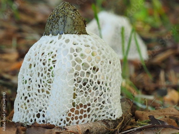 Obraz キヌガサタケの生態写真