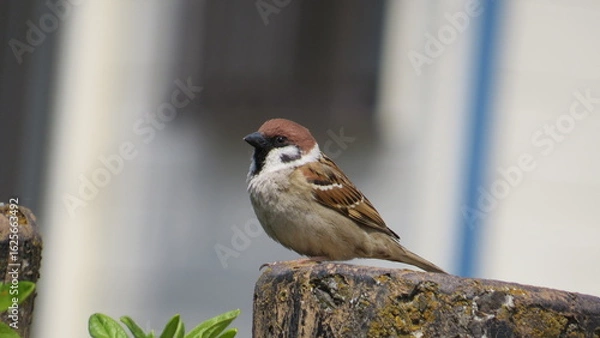 Fototapeta ちょこんと止まるスズメ