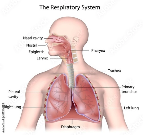 Obraz The respiratory system, labeled