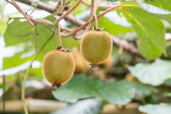 Fototapeta 木に実るキウイフルーツ