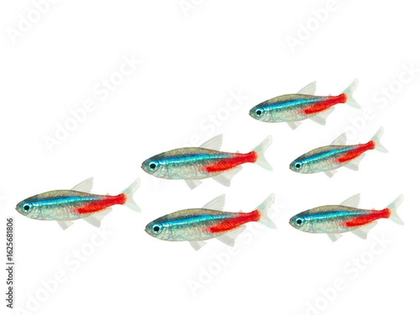 Obraz ネオンテトラ（5匹）