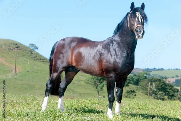 Obraz Cavalo Crioulo