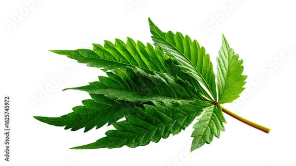 Fototapeta Vibrant Green Leaf: A close-up shot showcasing the intricate beauty of a single, verdant green leaf, perfect for botanical studies and nature-themed projects.