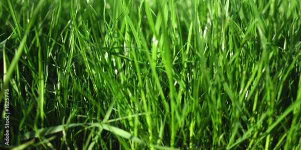 Obraz pelouse