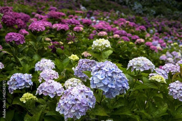 Fototapeta 紫陽花２