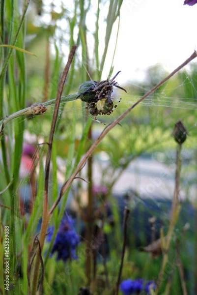 Fototapeta A yellow and brown four-spot orb-weaver on a dry plant, a spiderweb