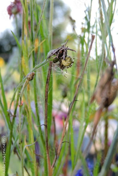 Fototapeta A yellow and brown four-spot orb-weaver on a dry plant, a spiderweb