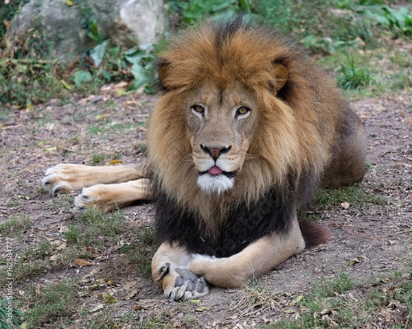 Obraz Lion relaxing