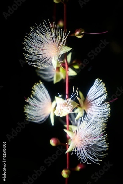 Obraz サガリバナ