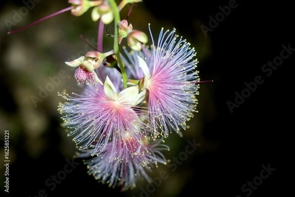 Obraz サガリバナ