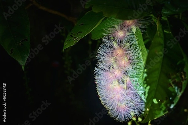 Obraz サガリバナ