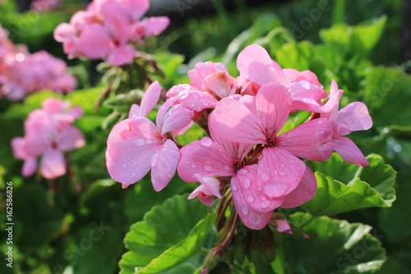 Obraz ピンクのゼラニウムの花