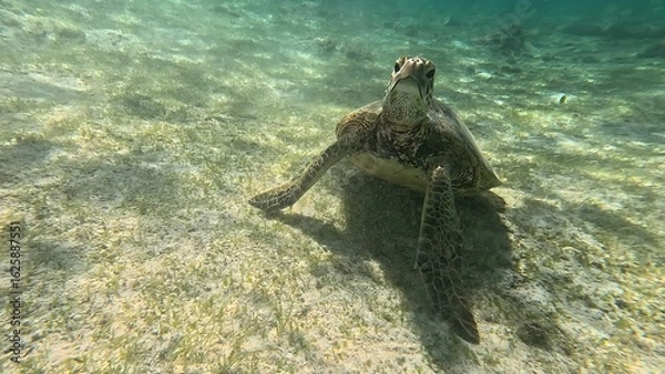 Obraz 泳ぐウミガメ