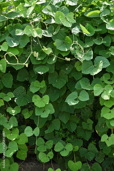 Obraz クズに覆われた壁