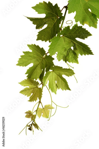 Obraz Weinranke