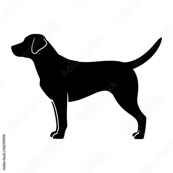 Fototapeta Vector  silhouette of a labrador retriever standing in a side profile view on transparent background