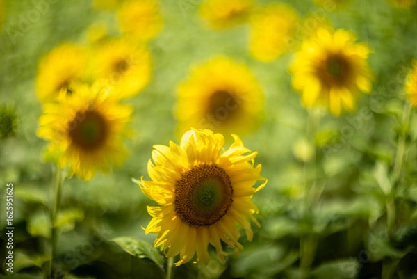 Fototapeta Sunflower captured with vintage Helios lens, dreamy summer bokeh.
